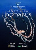 章鱼的秘密 Secrets of the Octopus            (2024)
