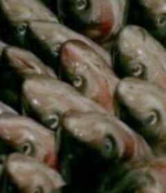 中央市場的一天            (1979)