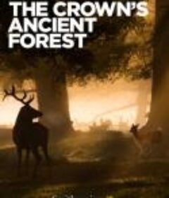王室的古森林 The Crown's Ancient Forest            (2021)