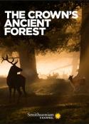 王室的古森林 The Crown's Ancient Forest            (2021)