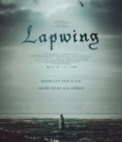 田凫 Lapwing            (2020)