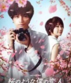 我的樱花恋人 桜のような僕の恋人            (2022)