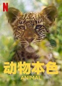 动物本色 第二季 Animal Season 2            (2022)