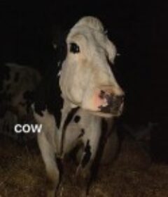 奶牛 Cow            (2021)