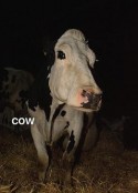 奶牛 Cow            (2021)