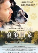 浪浪回家 Cody: the dog days are over            (2019)