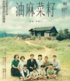 油麻菜籽            (1983)