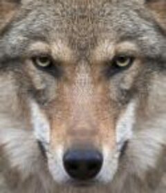 与狼同行 Living with Wolves            (2005)