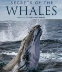 鲸的秘密 Secrets of the Whales            (2021)
