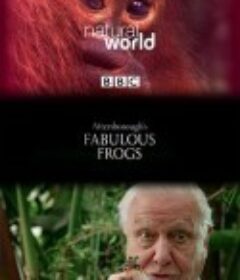 大自然：爱登保罗爷爷带你看绝妙的蛙 Nature: Attenborough's Fabulous Frogs            (2014)
