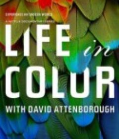 多彩生活 Life In Colour            (2021)