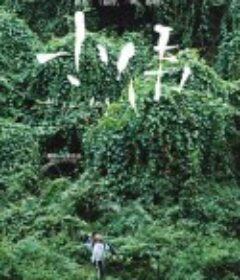 小伟            (2019)