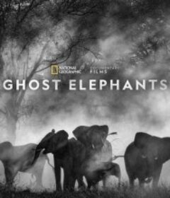 追寻幽灵大象 Ghost Elephants            (2025)